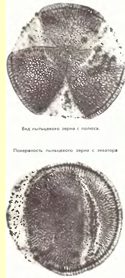 Вьюнок полевой (Convolvulus arvensis L) - пыльцевые зерна Вьюнок полевой (Convolvulus arvensis L) - пыльцевые зерна